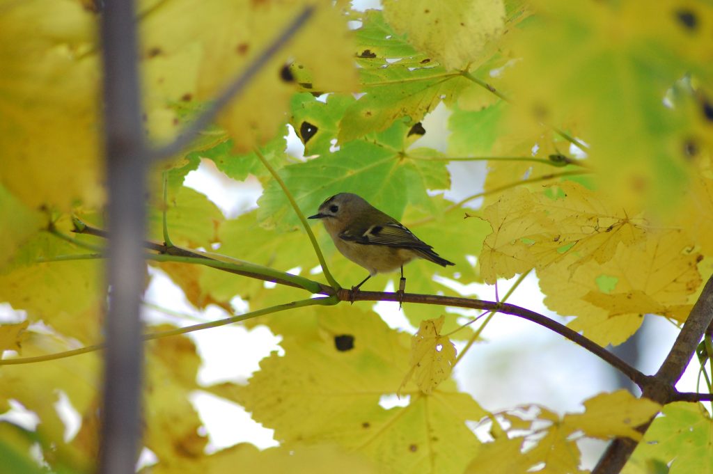 La strategia lombarda per la biodiversità… in pillole