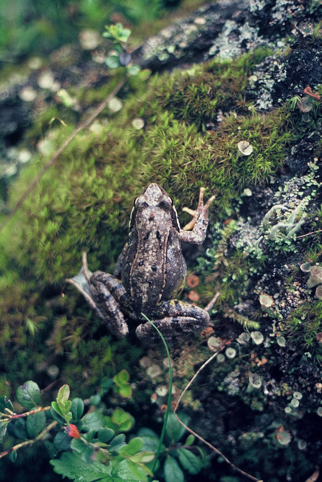 Rana temporaria