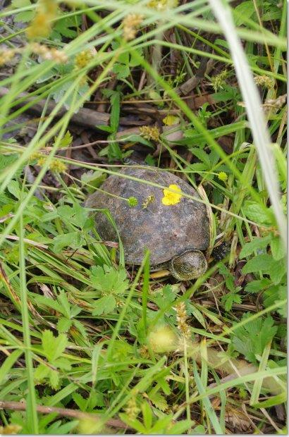 Emys orbicilaris