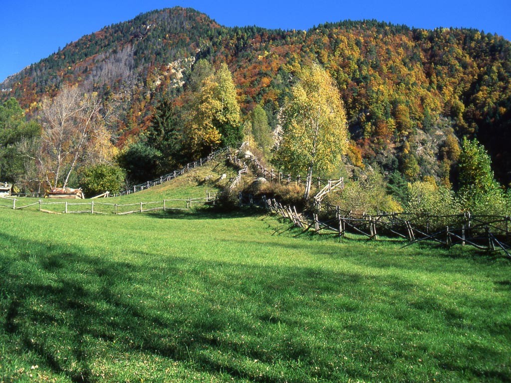 Pascolo