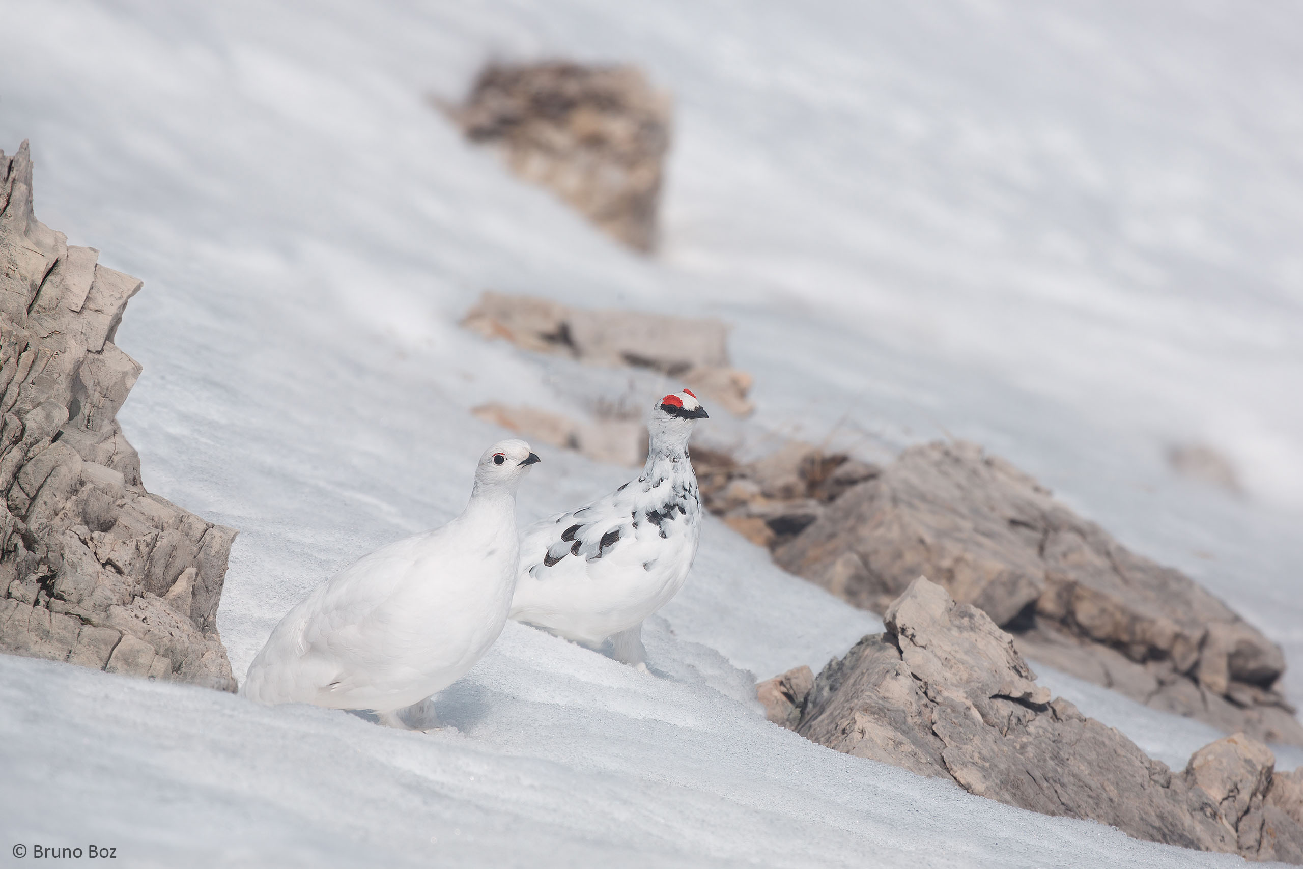 Uccelli forestali e di ambienti aperti di montagna