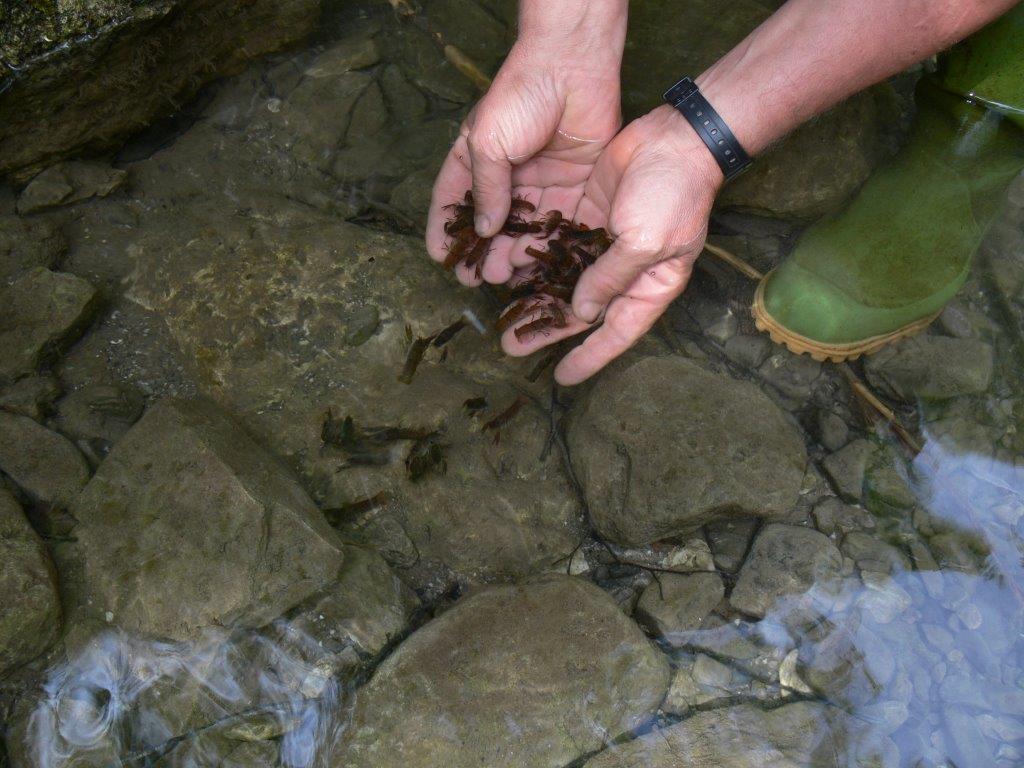 Azioni per la tutela del gambero di fiume