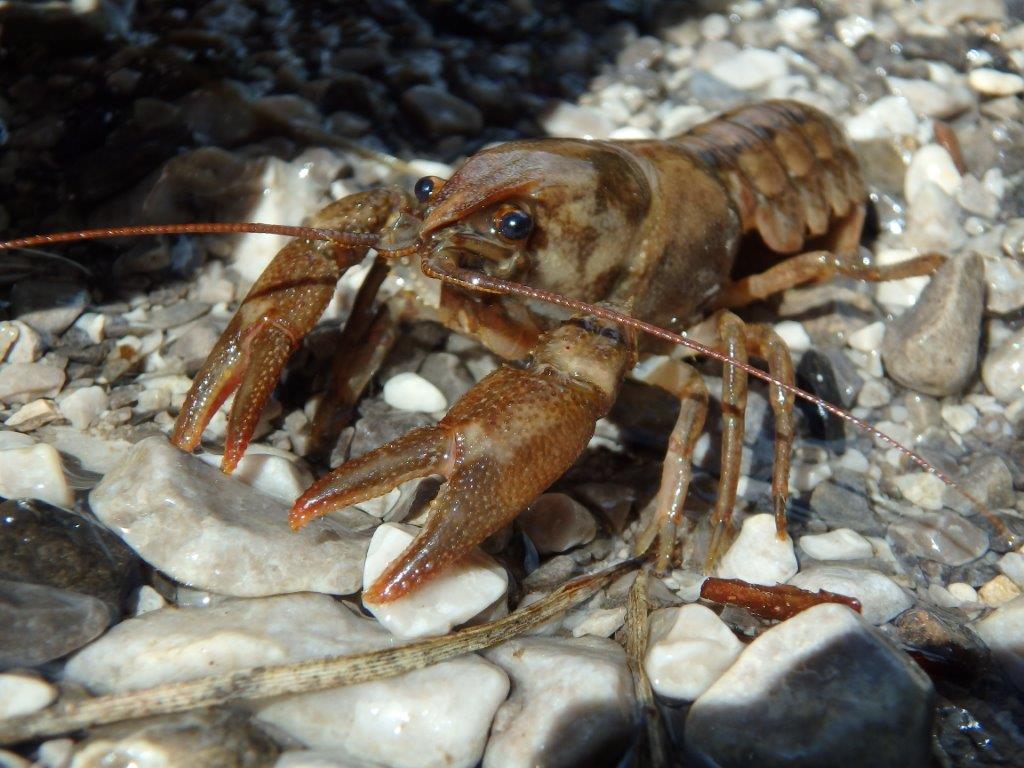 Actions for freshwater crayfish conservation