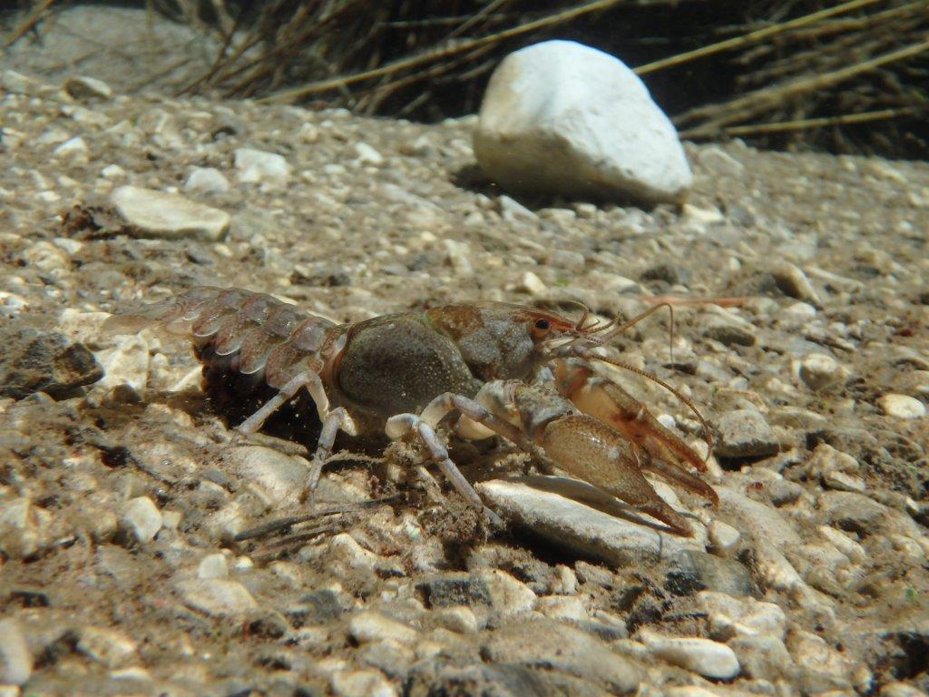 Corso formazione su gambero di fiume autoctono – Parco Campo dei Fiori