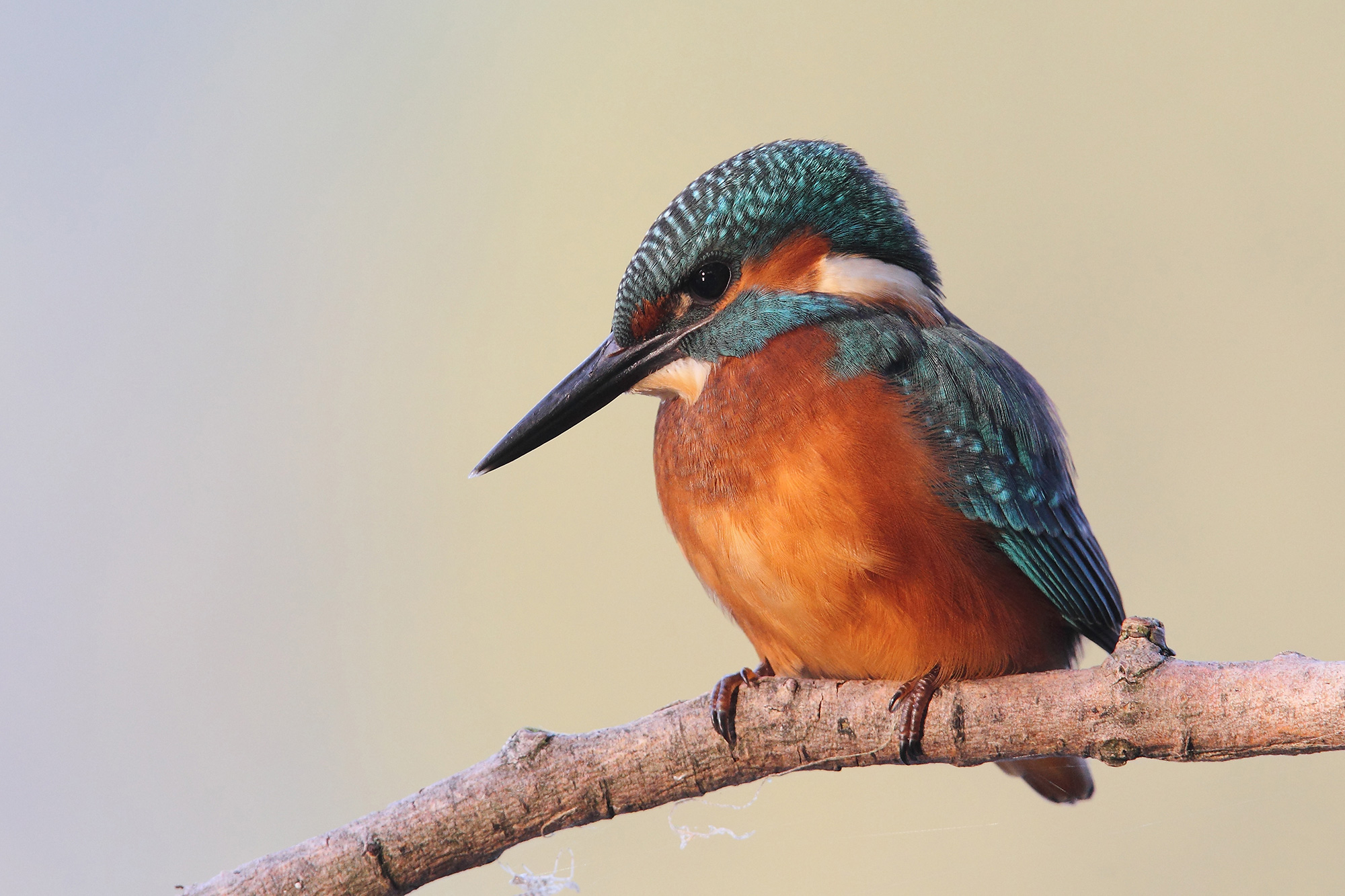 2 milioni di euro per la biodiversità in Lombardia: aperto il bando