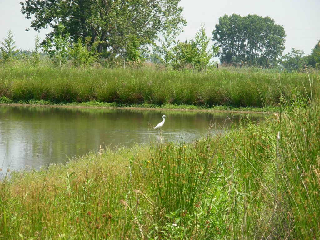 Green jobs con GESTIRE2020 - Opportunità di lavoro per chi si occupa di biodiversità