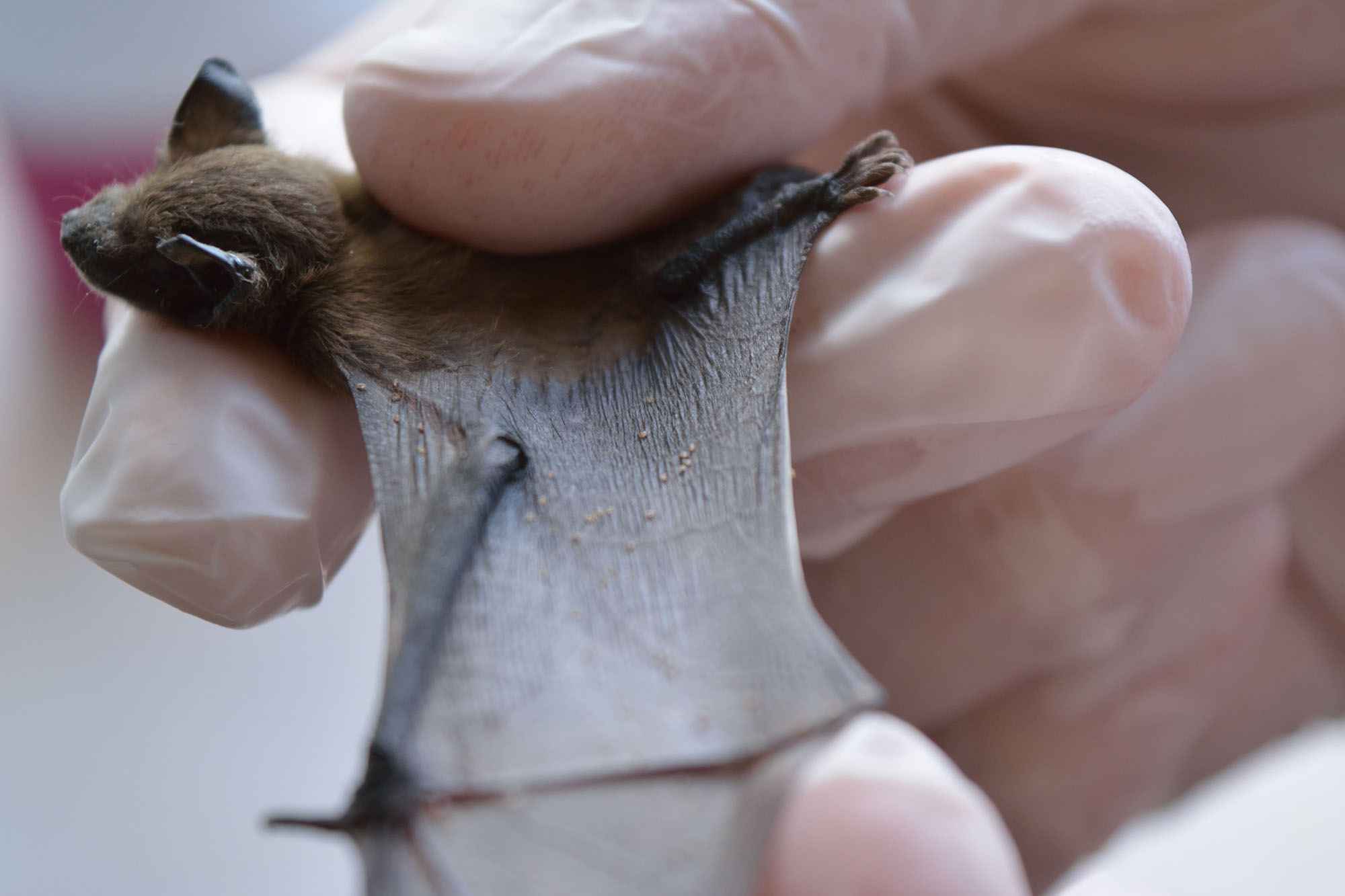 Actions for bats conservation