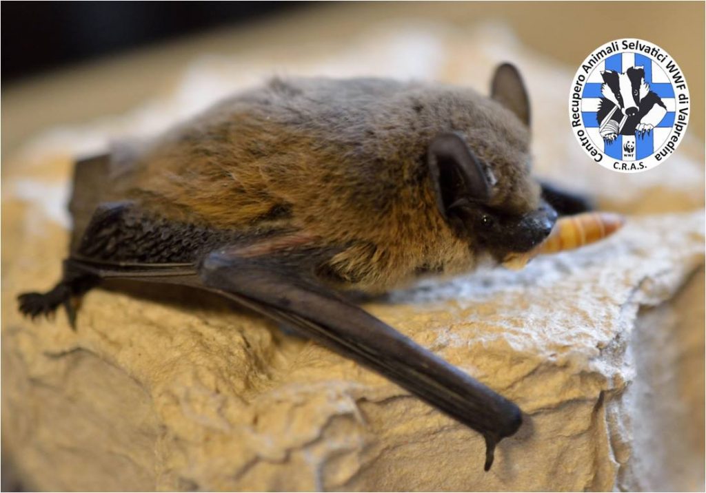 Lo Sportello Pipistrelli su Radio Popolare