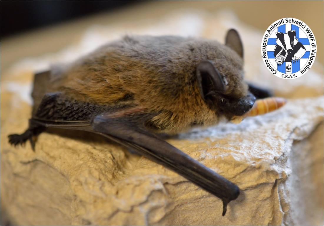 Lo Sportello Pipistrelli su Radio Popolare