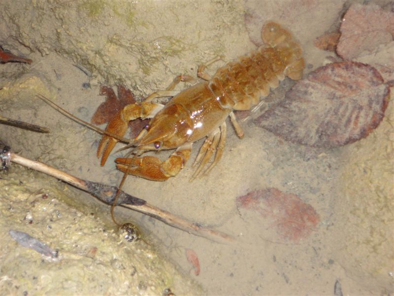 Seminario sul gambero di fiume