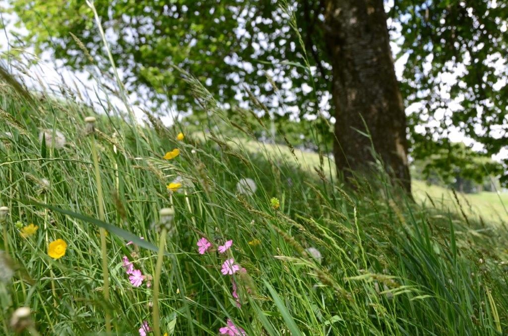 Bandi PSR per imprese agricole ed Enti Gestori di aree protette e Natura 2000: pubblicato bando Sottomisura 10.1 “Pagamenti per impegni agro climatico ambientali”