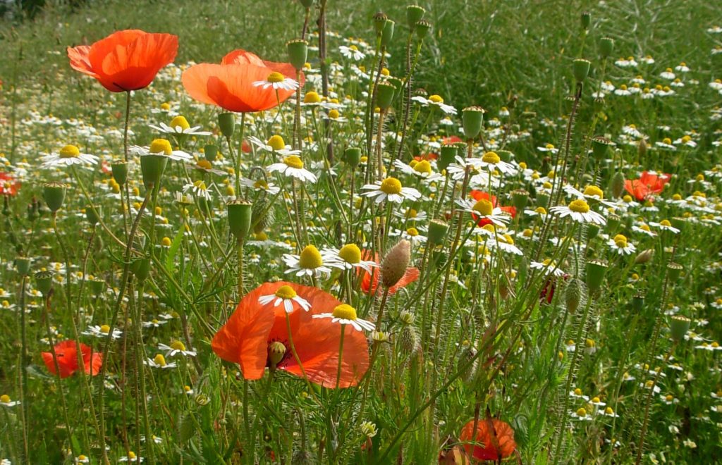 Sostegno all'agricoltura biologica: aperte le operazioni della Misura 11 del PSR