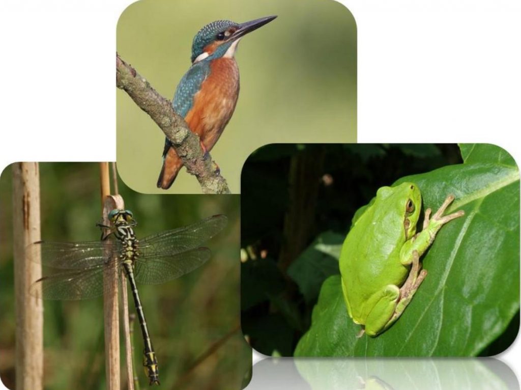 Monitoraggio di invertebrati, uccelli, anfibi e rettili di interesse comunitario