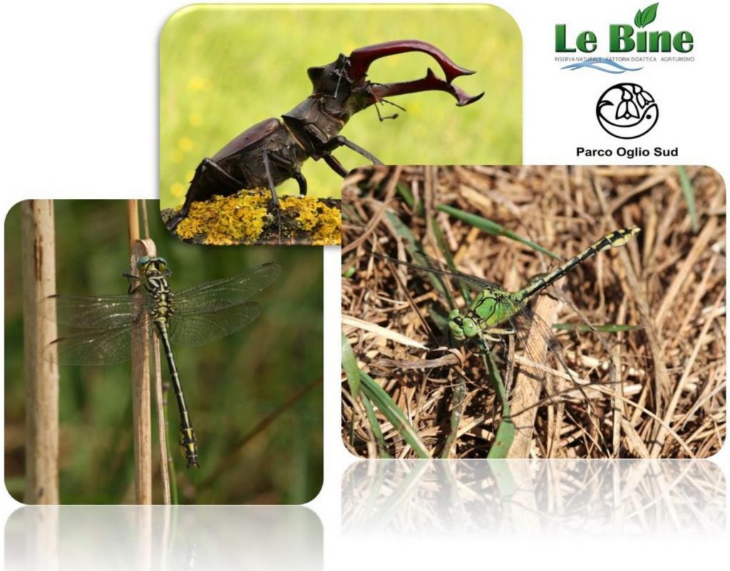 Incontro di formazione per volontari, Gev e appassionati su monitoraggio di invertebrati in Direttiva Habitat