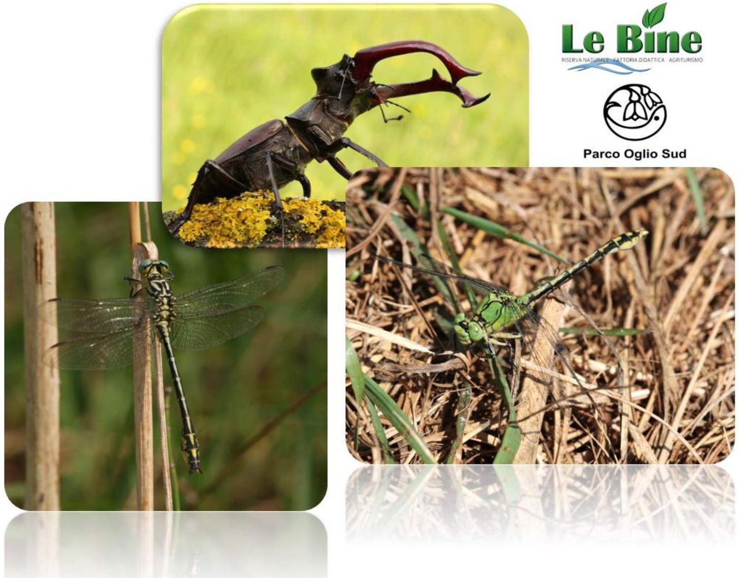 Incontro di formazione per volontari, Gev e appassionati su monitoraggio di invertebrati in Direttiva Habitat