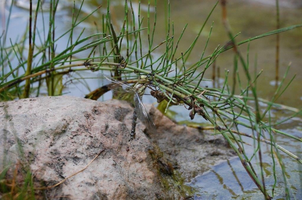 Nuovo seminario di aggiornamento per le GEV su monitoraggio di specie particolarmente protette di flora e fauna