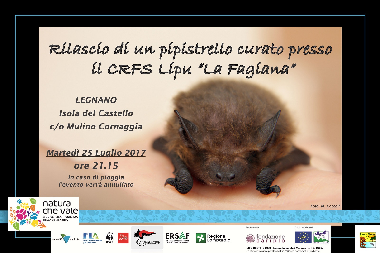 Rilascio pipistrello curato dal CRFS Lipu “La Fagiana”