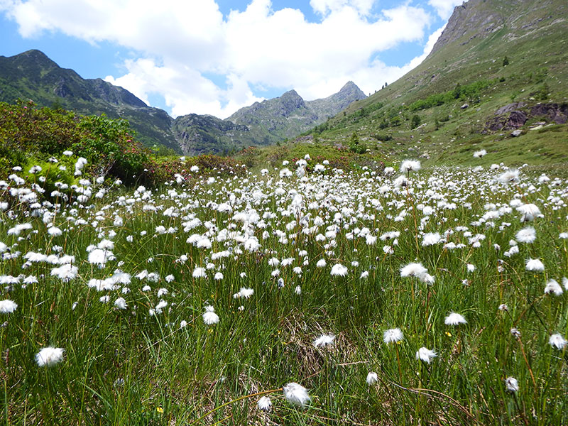 Contributi regionali per la biodiversità a favore degli enti parco