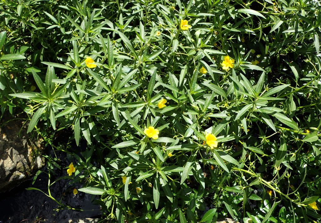 Contributi regionali per contrasto specie vegetali invasive unionali nei siti Natura 2000 – aperto bando