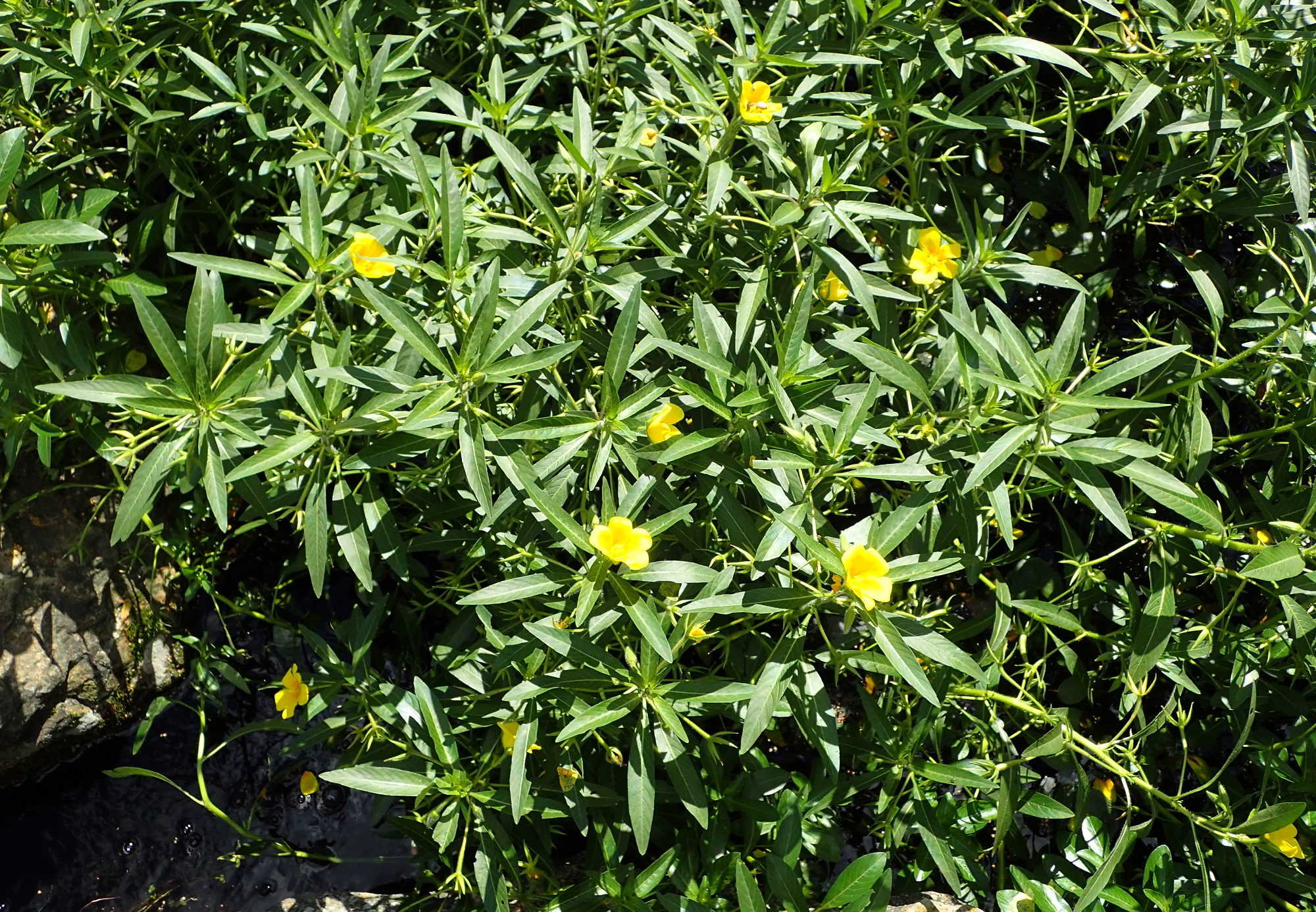 Contributi regionali per contrasto specie vegetali invasive unionali nei siti Natura 2000 – aperto bando