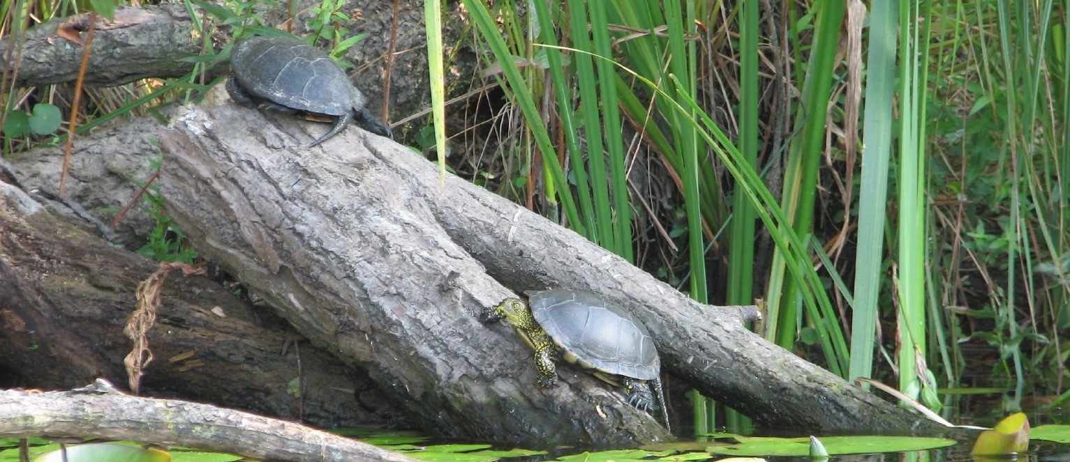 Foreste, biodiversità e risorse idriche: nuovi bandi del PSR per il 2018