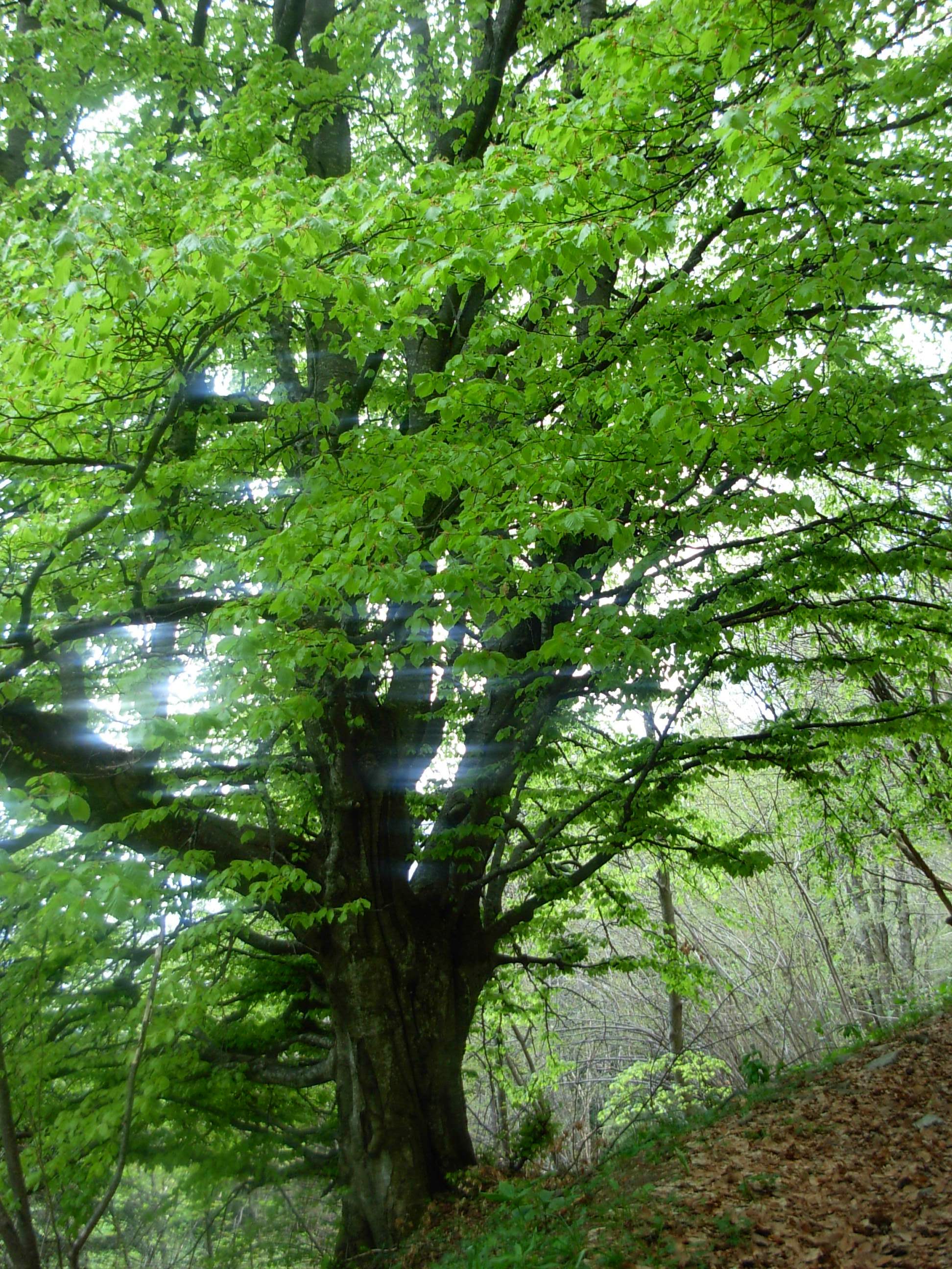 Bando per la resilienza dei sistemi forestali
