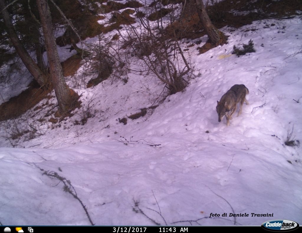 Contributi per la prevenzione danni da grandi predatori e fauna selvatica