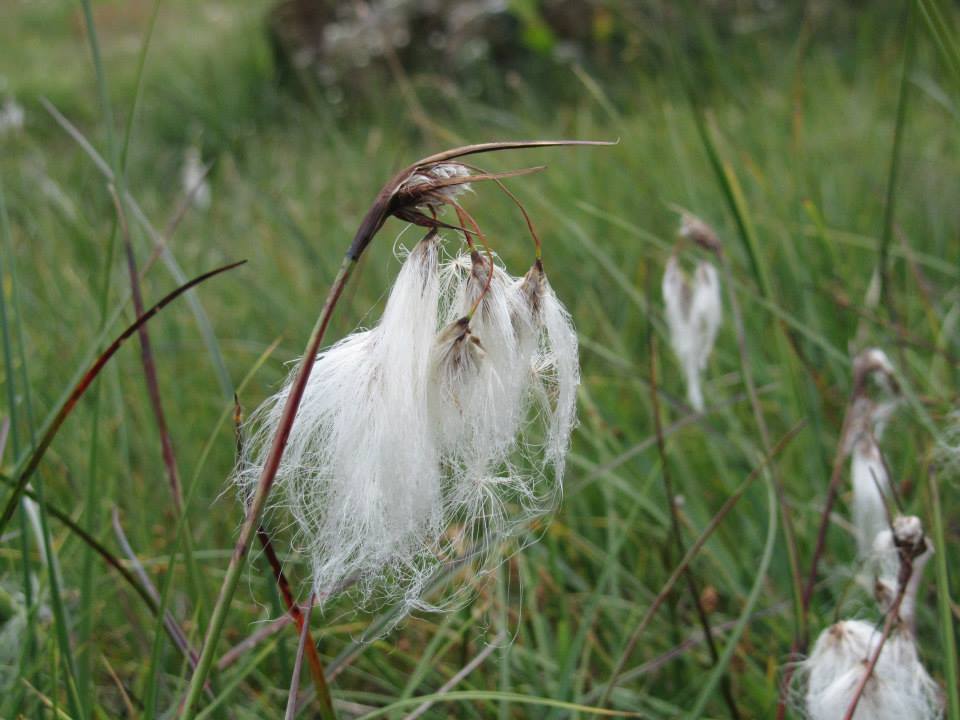 Indennità Natura 2000 e Pagamenti agro-climatico-ambientali: aperti i bandi 2018 delle misure 12 e 10 del PSR