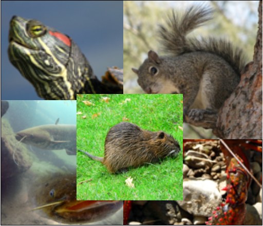 Quanto conosci le specie invasive? Partecipa al sondaggio e aiutaci a migliorare l’informazione
