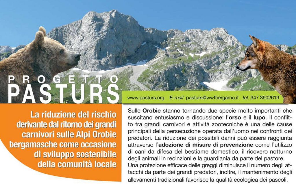 Riparte Pasturs: volontari per la convivenza tra pastori e grandi predatori sulle Orobie bergamasche