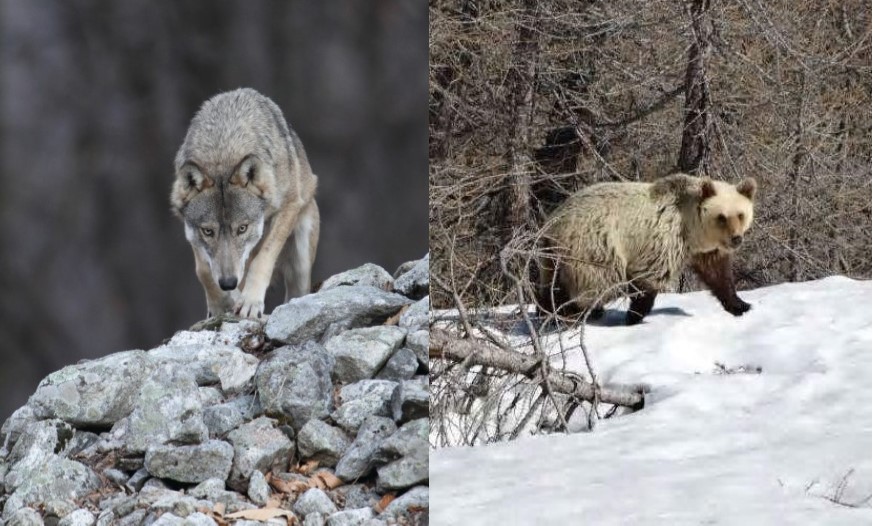 Orso e lupo tornano sulle Alpi. Li conosci? Cosa ne pensi? Partecipa al sondaggio