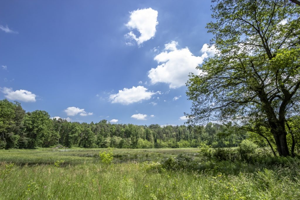 Pubblicate fonti documentali su biodiversità e reti ecologiche