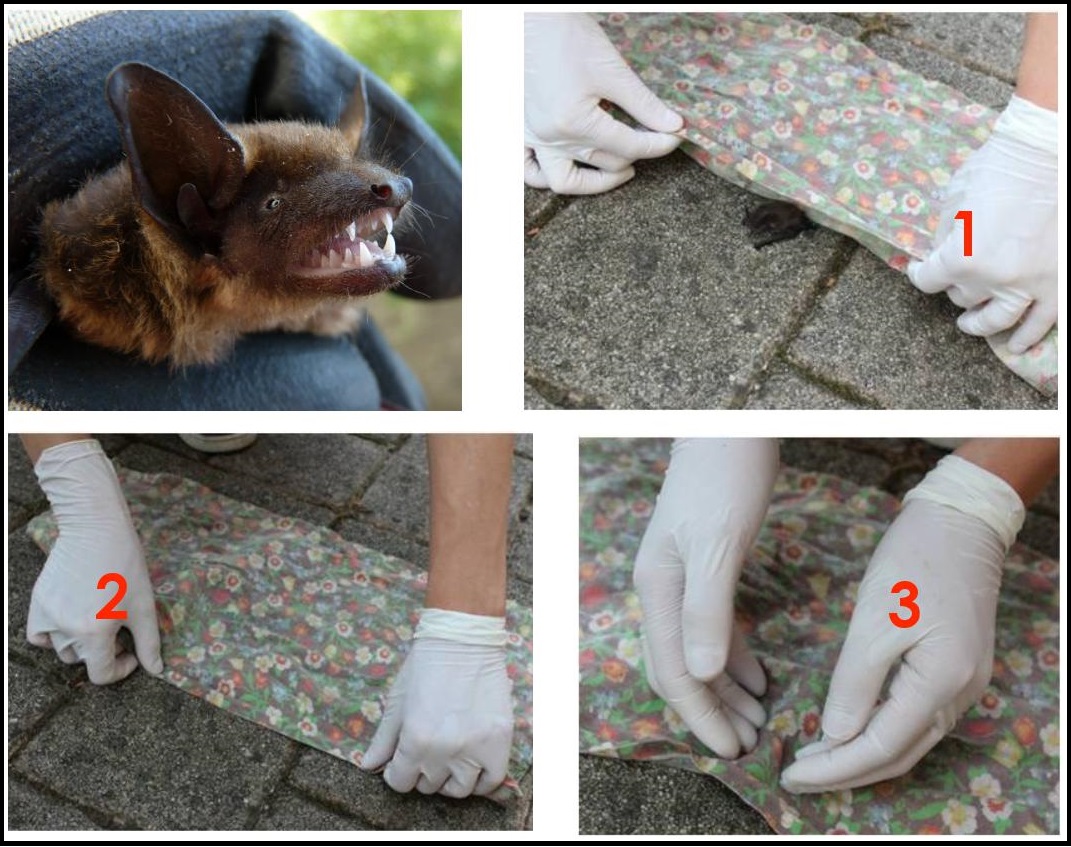 I custodi dei pipistrelli e cosa fare se trovi un pipistrello in difficoltà