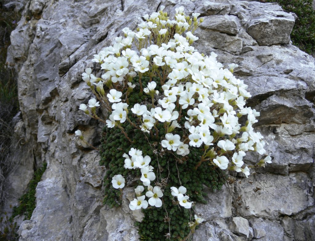 Presentazione SIVIC e piani d'azione su flora, chirotteri e anfibi