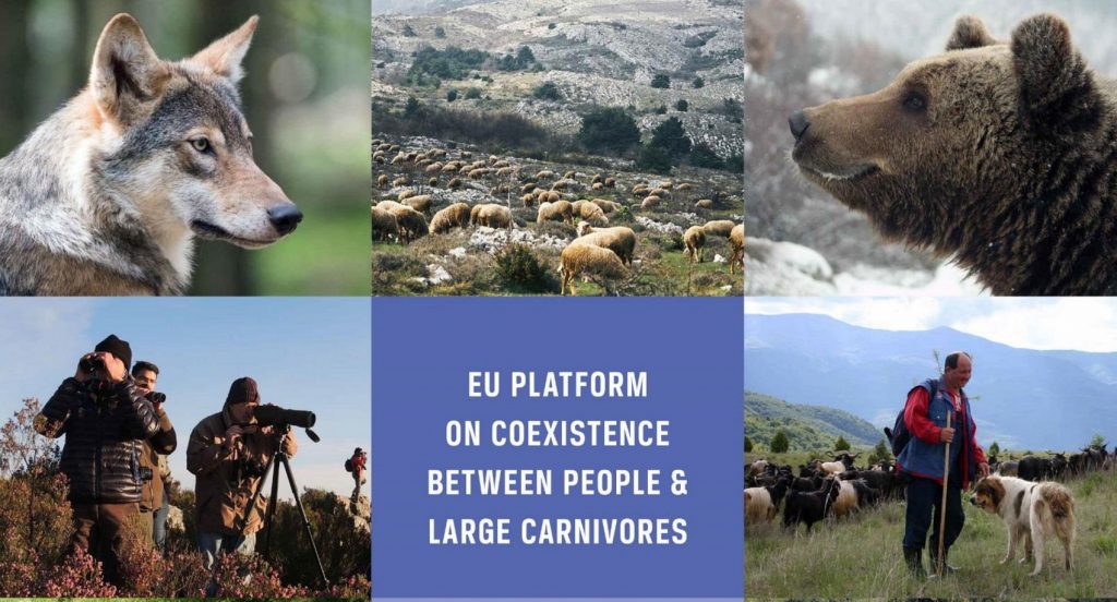 La piattaforma europea sulla coesistenza tra uomo e grandi carnivori