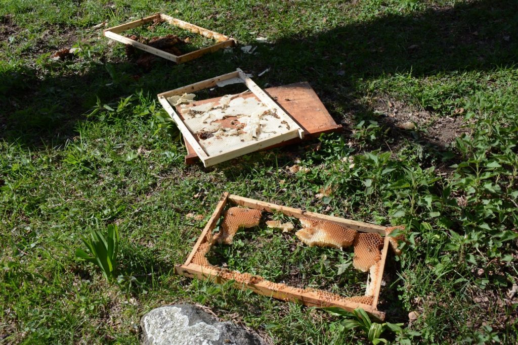 Apicoltura. Contributi per l'acquisto di recinti elettrificati per la difesa degli apiari dall'orso