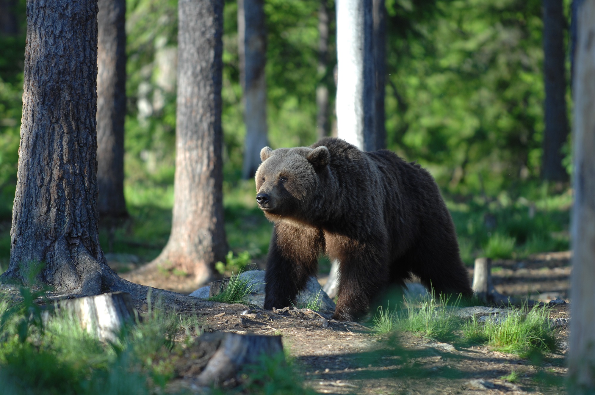 Presenze Silenziose: il ritorno dei grandi carnivori nelle Alpi – Cinisello Balsamo (MI)