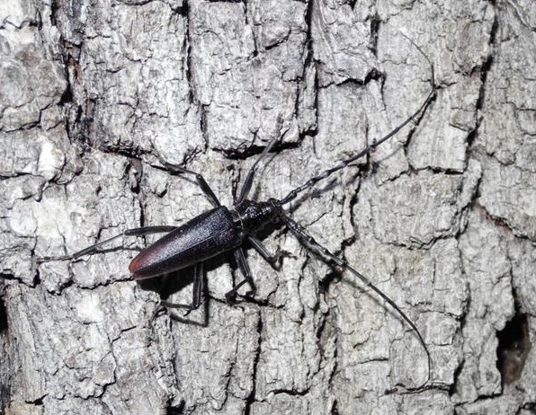 Le specie di insetti protetti in Valtellina – Morbegno (SO)