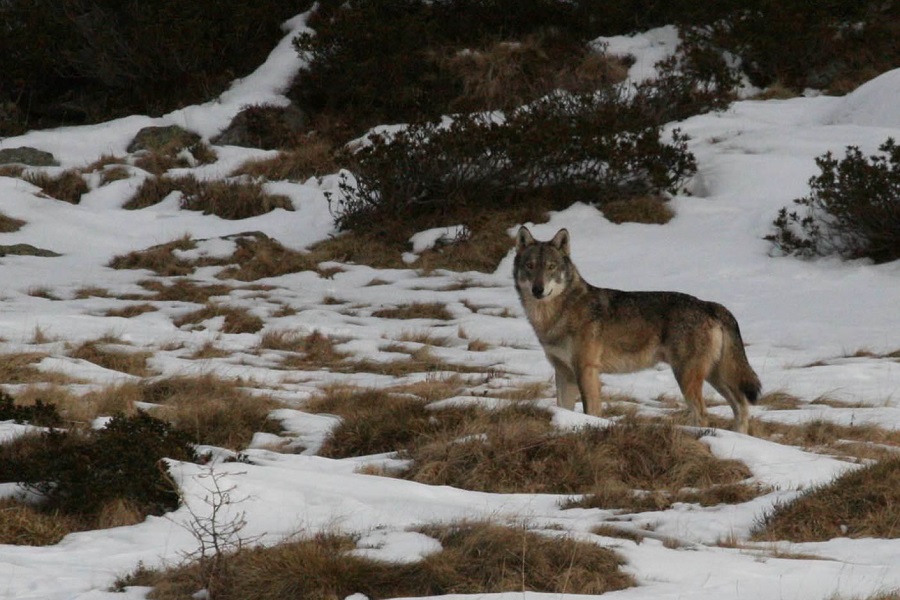 Il ritorno dei grandi carnivori sulle Alpi – Berzo Demo (BS)