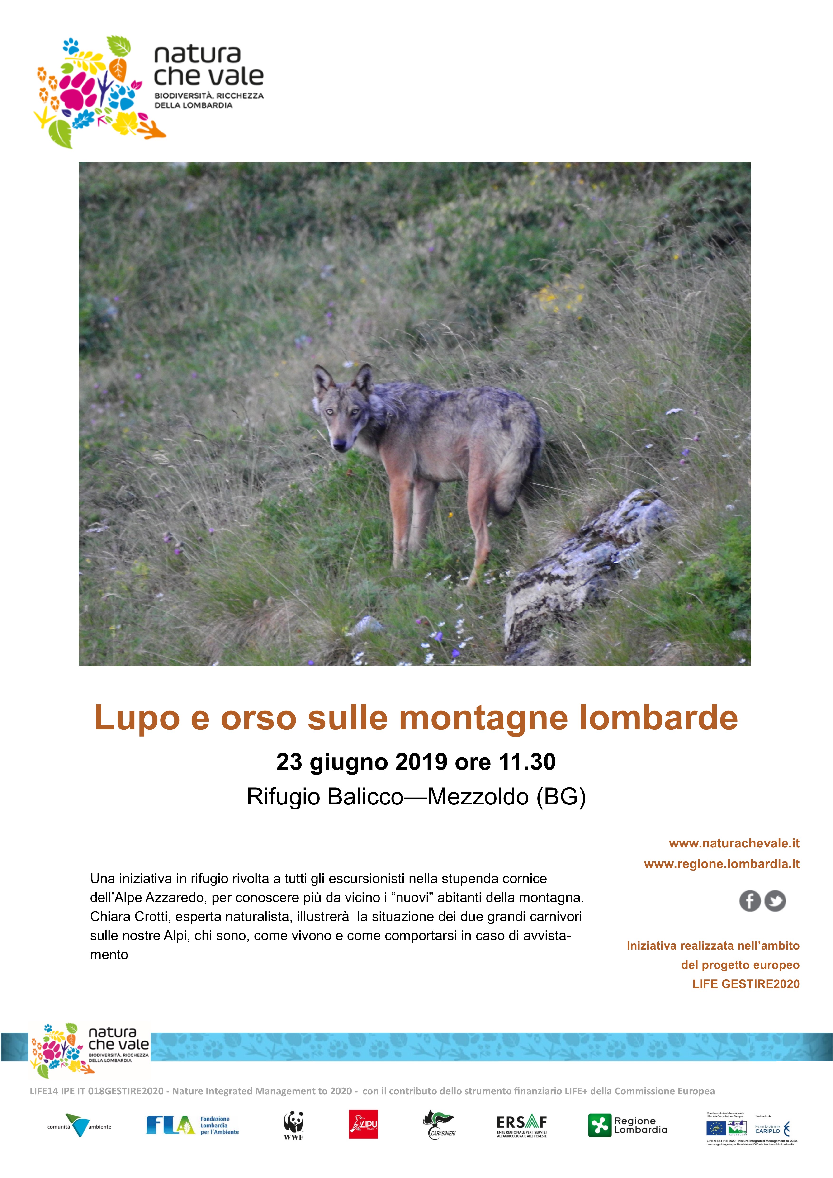 Lupo e orso sulle montagne lombarde – Rifugio Balicco, Mezzoldo (BG)