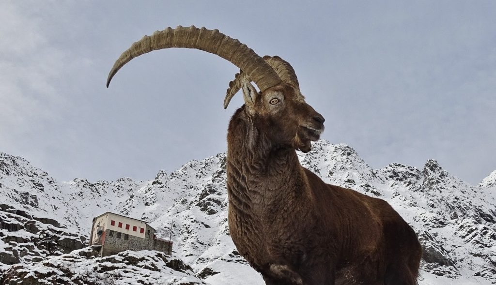 Durante le tue escursioni osserva e partecipa al progetto “Stambecco Orobie e Lombardia 2019”