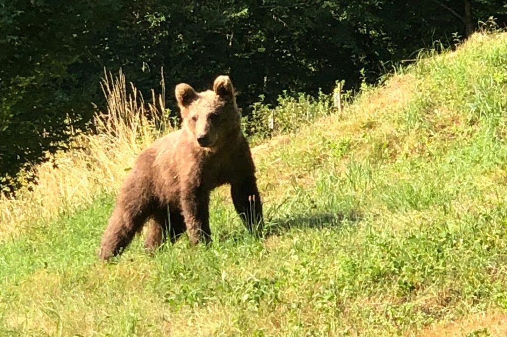 Cosa faccio se incontro un orso? Ecco alcuni consigli