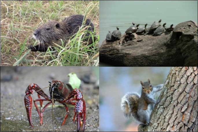 Corso di formazione su specie aliene invasive, 16 e 17 settembre a Milano