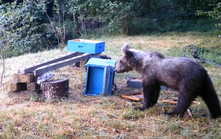 Un giovane orso nelle valli bresciane – il video della fototrappola