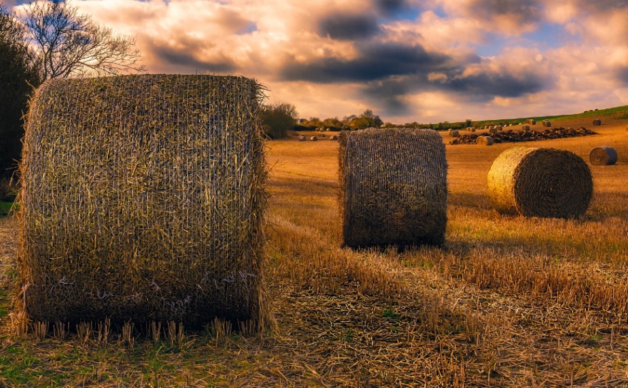 Bando PSR: 1,3 milioni per progetti informativi e divulgativi di salvaguardia della biodiversità in ambito agricolo