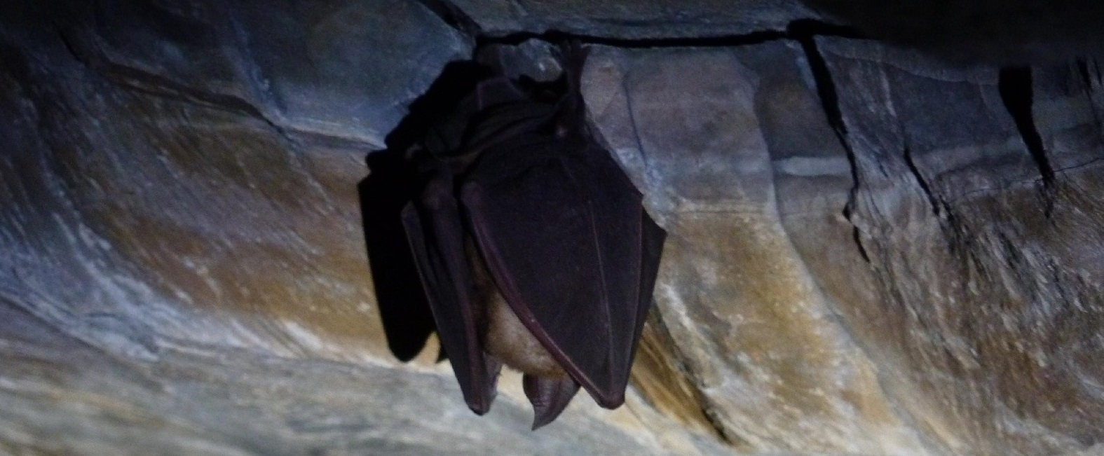 La vita nelle grotte: pipistrelli ed altri abitanti – Bergamo