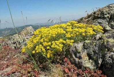 SIC Sassi neri – Pietra Corva: tutela biodiversità e valorizzazione territorio – Romagnese (PV)