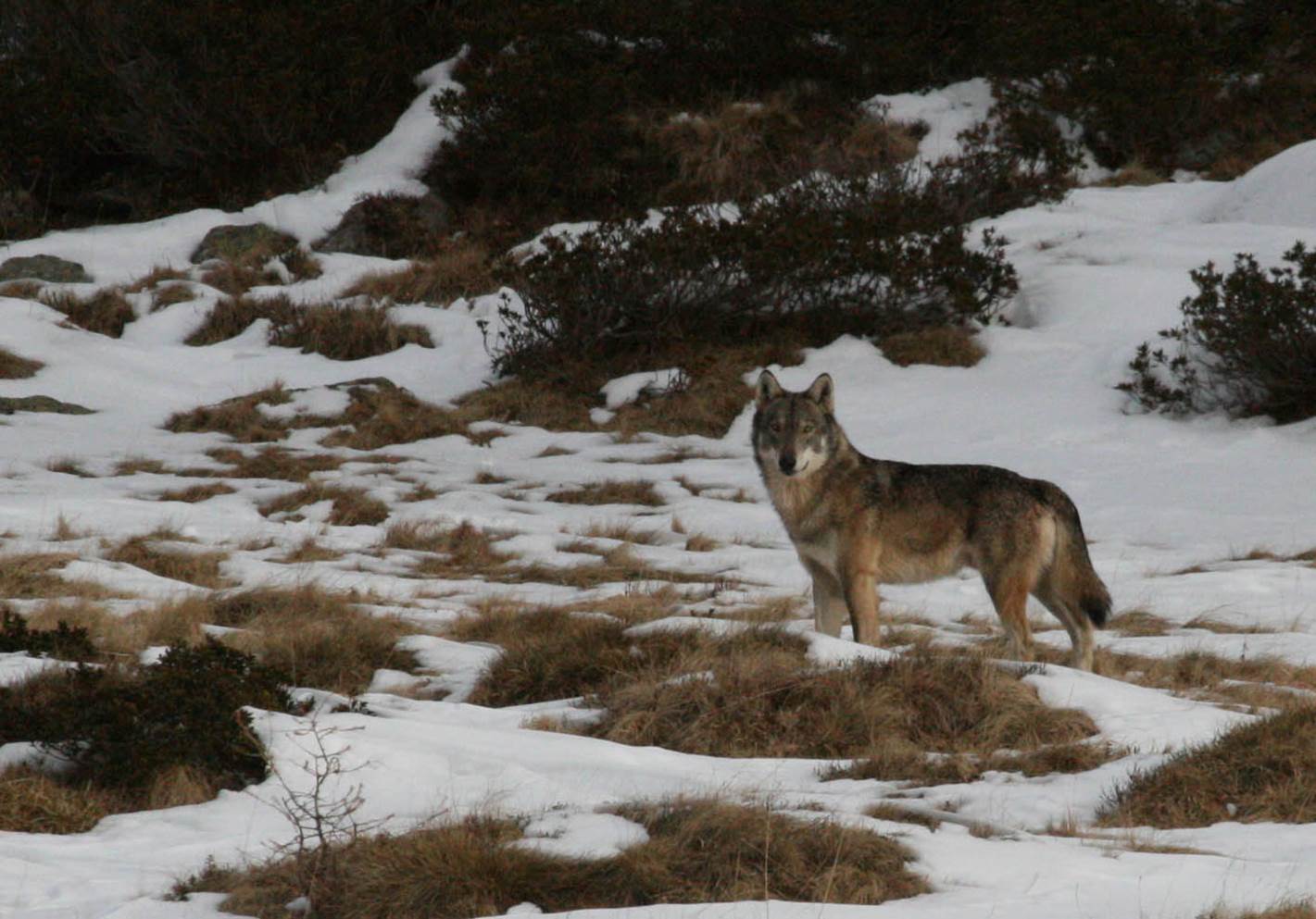 Convivenza lupo-uomo sulle Alpi – Al via il nuovo progetto europeo LIFE WolfAlps EU