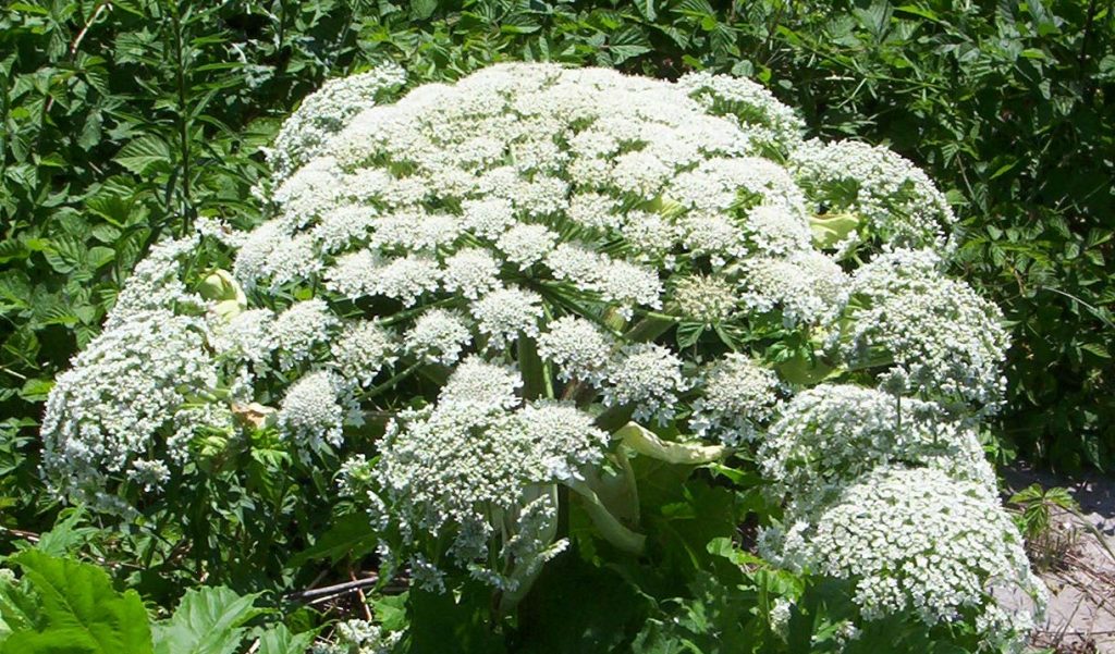 Bando di 146mila euro di contributi regionali per il contenimento di specie vegetali aliene invasive