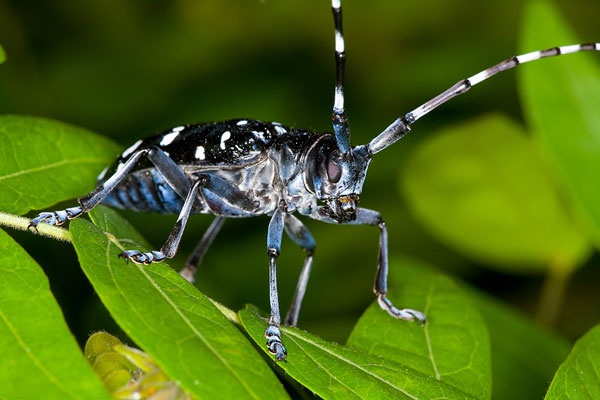 Specie aliene invasive: Regione Lombardia aggiorna liste nere di flora e piccola fauna